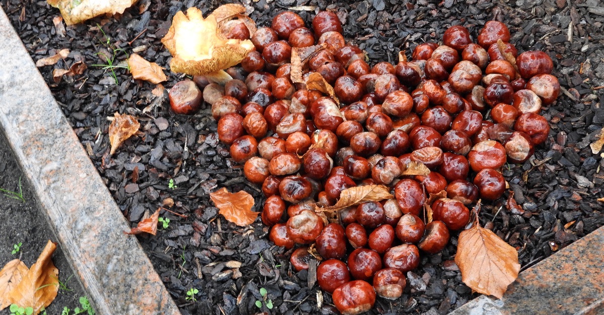 Auf einem Grab liegen Kastanien zu einem Herz geformt.